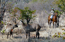 Zimbabwe-Victoria Falls-Zambezi National Park & Victoria Falls Safari Ride